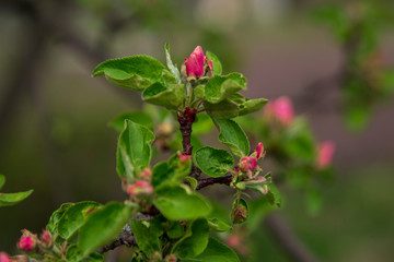 The red buds of the tree close-up on blurred background. Blooming branch of an Apple tree with flowers. Spring garden. Blurred background.
