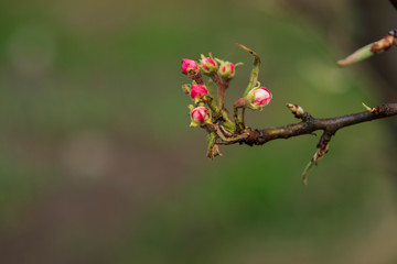 The red buds of the tree close-up on blurred background. Blooming branch of an Apple tree with flowers. Spring garden. Blurred background.