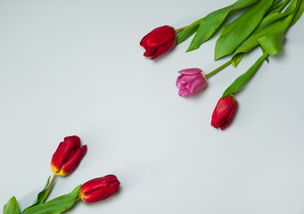 Flower composition. The frame is made of multicolored spring tulips on a white background. Free space.