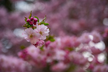 bee on pink flowers