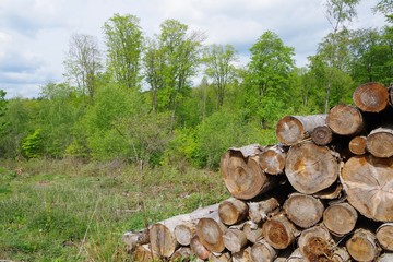 Holz und Wald