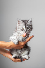 Gray cute kitten studio shooting