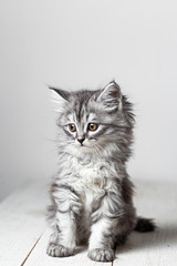 Gray cute kitten studio shooting