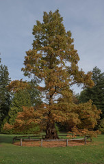 Autumn Foliage of the Deciduous Coniferous Dawn Redwood Tree (Metasequoia glyptostroboides) Growing in a Garden in Rural Surrey, England, UK