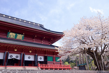 日光山輪王寺　三仏堂と金剛桜（国天然記念物）