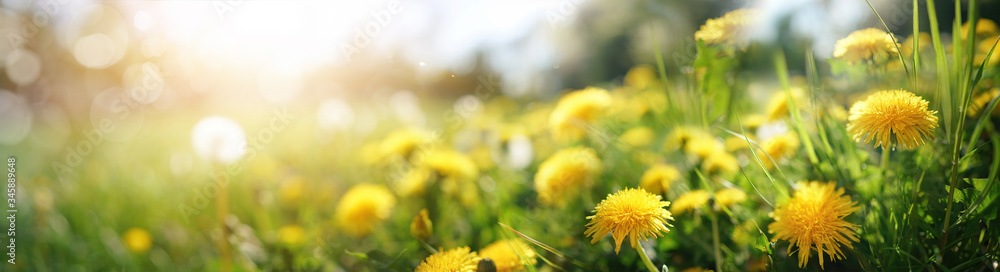 Poster many yellow dandelion flowers on meadow in nature in summer close-up macro in rays of sunlight at su