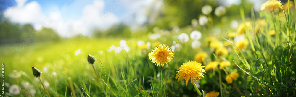 Poster many yellow dandelion flowers on meadow in nature in summer close-up macro against a blue sky with c