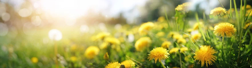 Photo sur Plexiglas Jaune Beaucoup de fleurs de pissenlit jaunes sur la prairie dans la nature en macro close-up d& 39 été dans les rayons du soleil au lever du soleil au coucher du soleil. Panorama de paysage d& 39 été lumineux, image artistique colorée, format de bannière ultra 