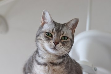 上から見下ろすカメラ目線の猫アメリカンショートヘア