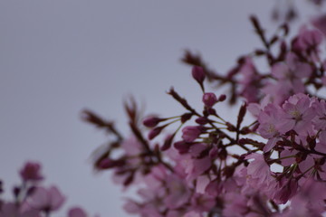 Kirschblüte