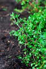 Green young thyme growing in the garden