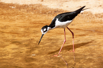 Echasse d’Amérique