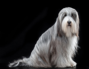Bearded collie, dog, portrait, on black background in studio