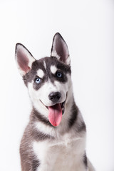 husky dog, black and white puppy with blue eyes, with open mouth and tongue out, studio session with white background