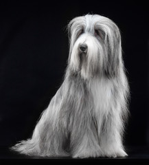 Bearded collie, dog, portrait, on black background in studio