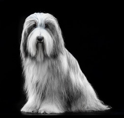 Bearded collie, dog, portrait, on black background in studio