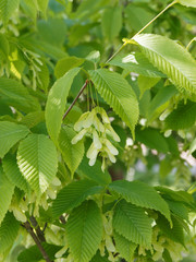 Acer carpinifolium | Érable à feuilles de Charme au rameaux brun-rouge, superbe feuillage printanier vert-tilleul, fruits pendant ou samares ailés