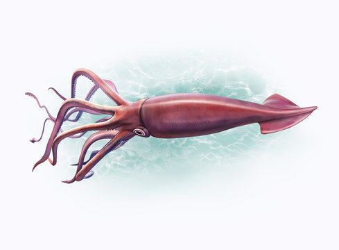 Architeuthis and Mesonychoteuthis hamiltoni deep-sea squid
