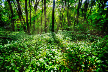 Fototapeta premium beautiful green forest in spring time
