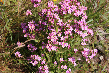Fototapeta premium blooming plant in brittany (france)