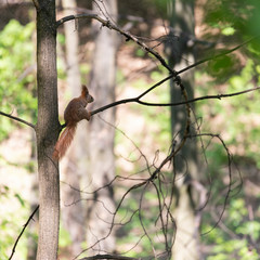 Squirrel on a branch after wintering