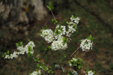 Beautiful white flowering thorn Bush