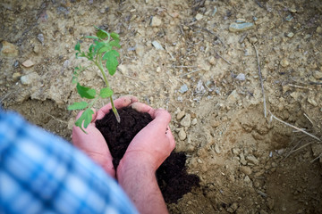 Young man planting seedlings in the field