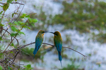 bee eater kissing on branch