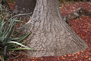 Sydney Australia, textured bark on the trunk of a yucca tree with aloe plant