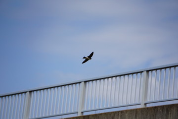 上空を飛ぶツバメ