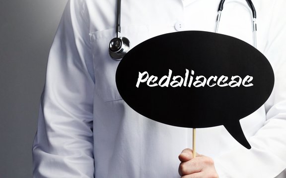 Pedaliaceae. Doctor in smock holds up speech bubble. The term Pedaliaceae is in the sign. Symbol of illness, health, medicine