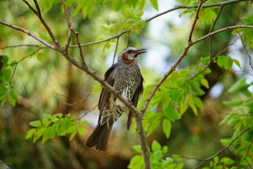 木に止まるヒヨドリ