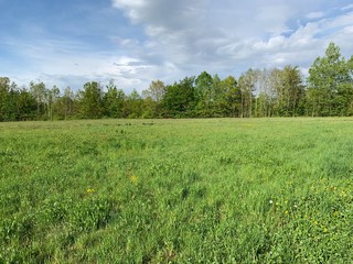 Obraz premium green field and blue sky