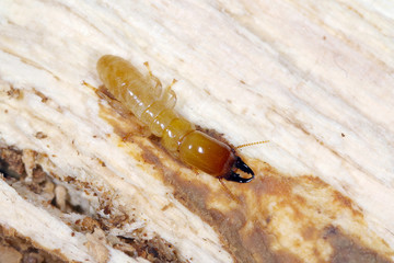 Soldier of Yellownecked dry-wood termite (Kalotermes flavicollis), a serious pest in Mediterranean countries