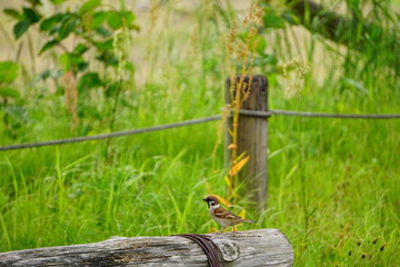 丸太に止まるスズメ