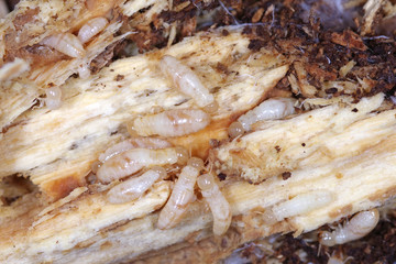 Workers of Yellownecked dry-wood termite (Kalotermes flavicollis), a serious pest in Mediterranean countries