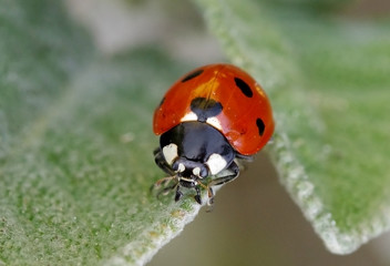Seven-spot ladybird, Coccinella septempunctata