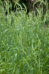 Obraz premium Sydney Australia, close-up of green stalks of wheat