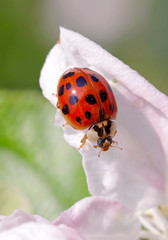 Harlequin or Asian ladybeetle (Harmonia axyridis), an asiatic species now invasive in many parts of the world