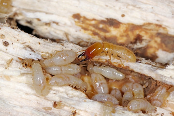 Yellownecked dry-wood termite (Kalotermes flavicollis), a serious pest in Mediterranean countries