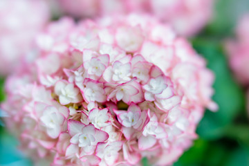 白にピンクの縁取りのアジサイ　恋物語　紫陽花
