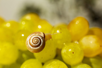 Close-up of a small snail crawling over grapes quiche mish