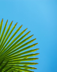 Green palm tree leaf close up on blue background - palm leaf details in the blue sky - tropic summer holiday paradise beach vibes