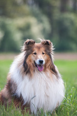 Portrait of a gold long haired rough collie