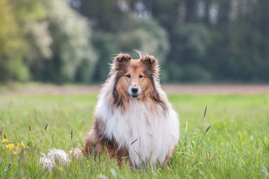 Portrait of a gold long haired rough collie