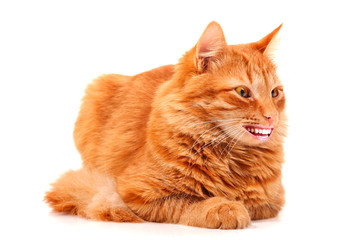 Funny young ginger cat with human smile looking at camera and happy smiling, collage. Amusing...