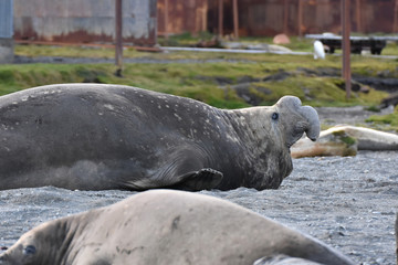 Fototapeta premium Southern elephant seal at Stromness, South Georgia Island