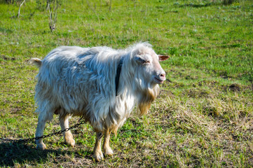 Big white goat with the big yellow beard smiles standing in the green fresh field
