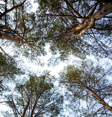 The tops of the pine trees in the forest against the sky.
