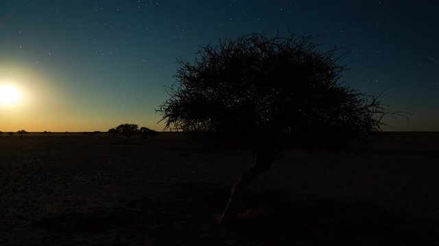 Static night timelapse of dark starry sky, silhouette tree as moon rise over dry barren African landscape, light up drought stricken conservation area, shadows move across, Botswana, Kalahari.